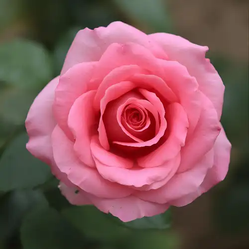 pink-whatsapp-rose-image.webp