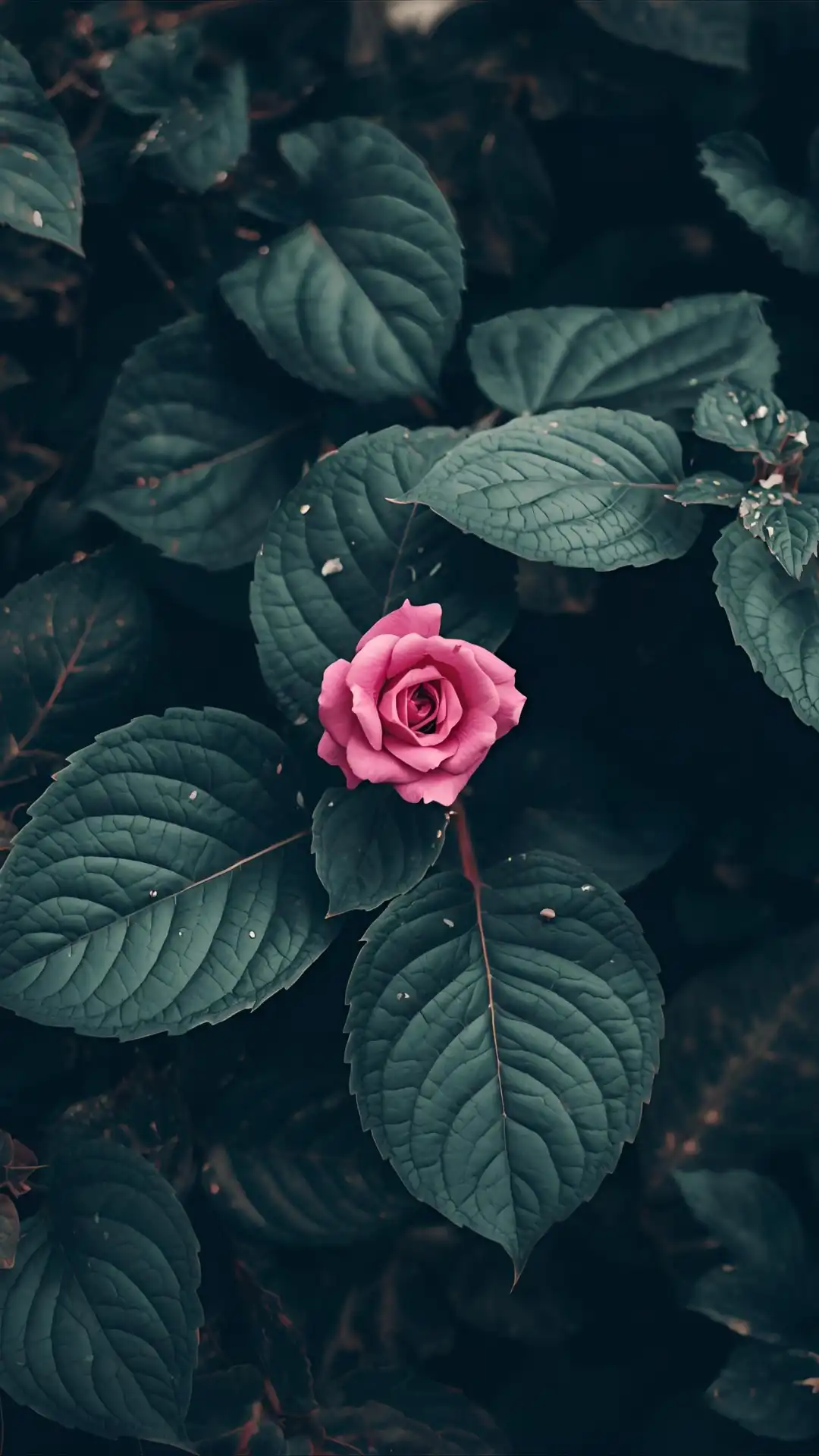 pink-whatsapp-wallpapers-green-rose.webp
